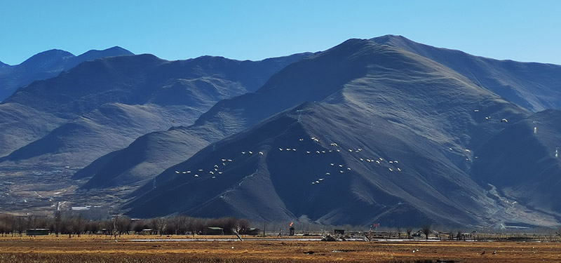 拉萨唐嘎湿地：珍稀鸟类的冬季乐园