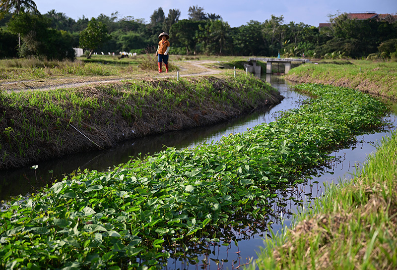 海南文昌：建设“生态浮岛” 净化河水水质