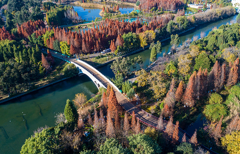 云南昆明：湿地水杉别样红