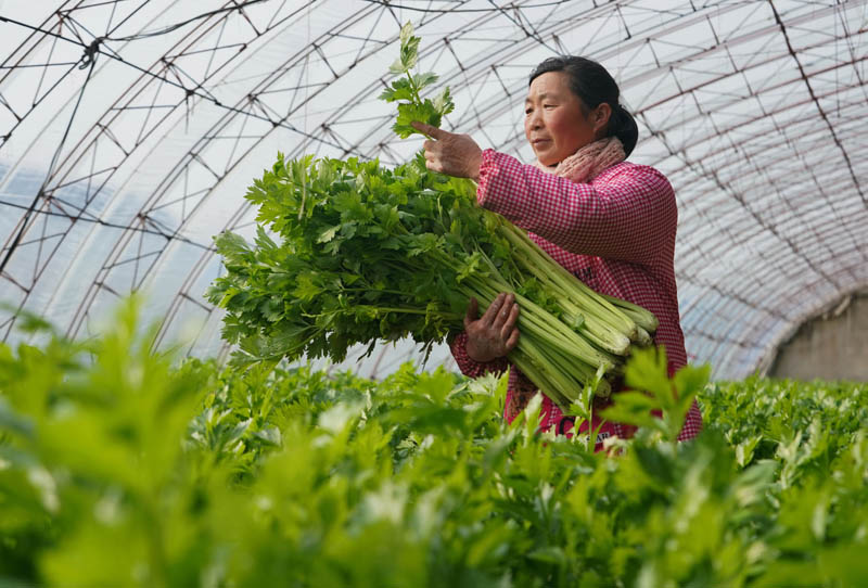 河北唐山：果蔬飘香 节前保供忙