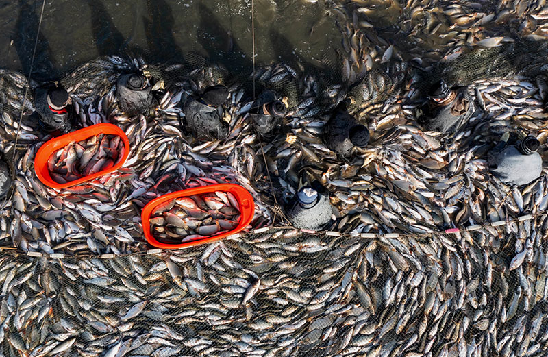 河北唐山：破冰捕鱼供市场