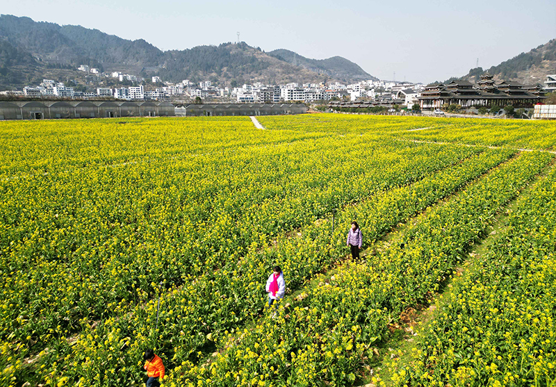 油菜花开迎春来