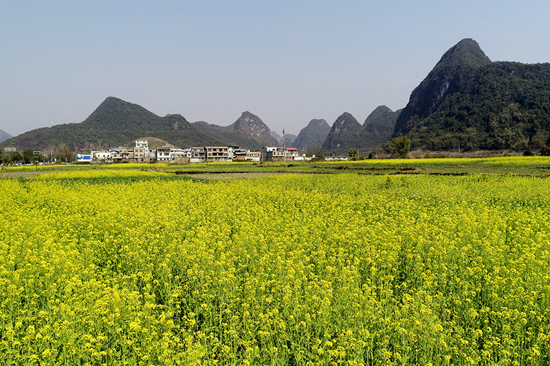 油菜花开迎春来