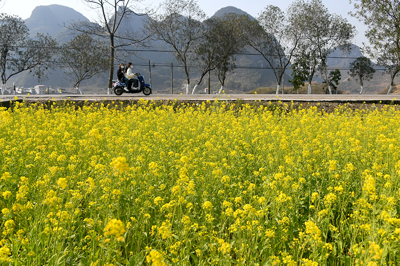 油菜花开迎春来