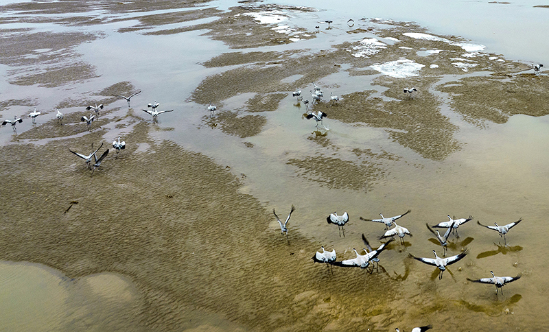 陕西合阳：黄河湿地鸟儿欢