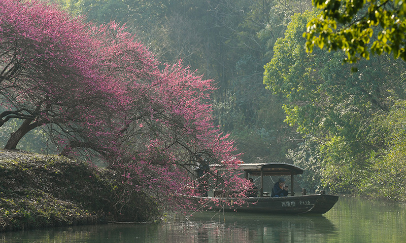 西溪湿地梅花盛放