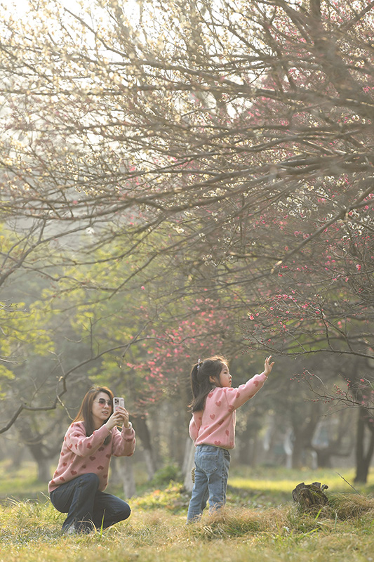 西溪湿地梅花盛放