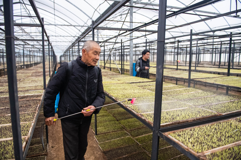 湖南桃源：集中育秧助春种