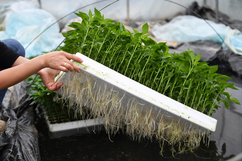 蔬菜育苗“水上漂” 科技助农促增收