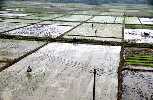 江西:雨中耕作图