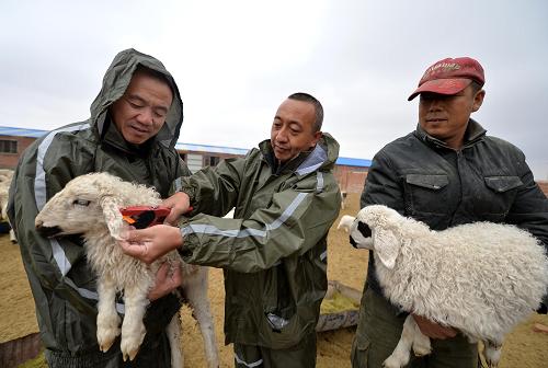 锡林郭勒:建设羊肉全程追溯体系_中华人民共和