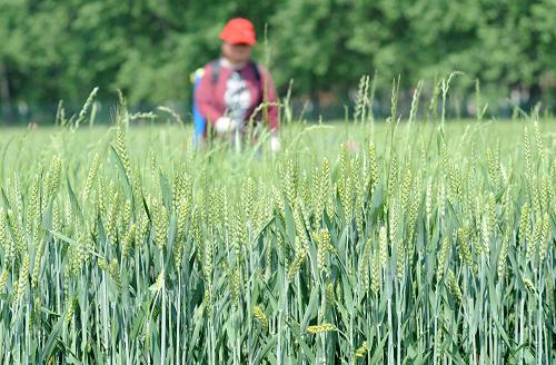 一喷三防防治小麦病虫害_中华人民共和国中