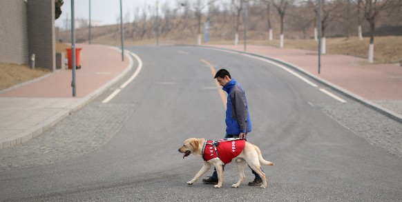 中国盲人期待更多导盲犬照亮生活_中华人民