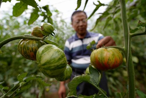 特色农业种植助农增收_图片_新闻_中国政府网