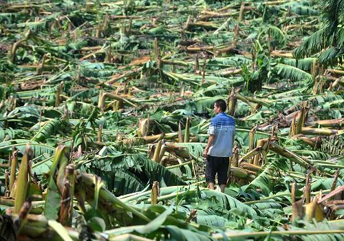 广西农业因台风受灾严重_图片_新闻_中国政府