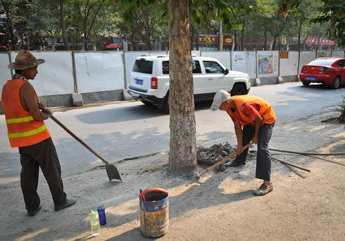 西安:市政施工用水泥封死行道树根部_图片_新