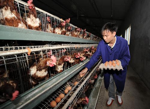 小蛋鸡做成大产业_图片_新闻_中国政府网