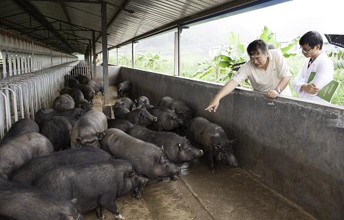 西双版纳:特色农业循环经济促农民增收_图片_