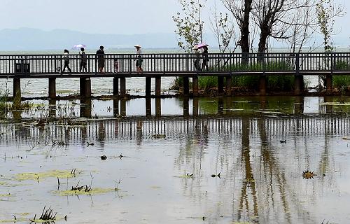 昆明滇池环湖湿地生机盎然吸引游人