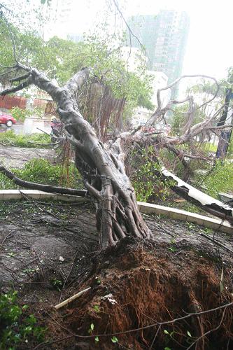 台风过后 北海清理市区受损树木