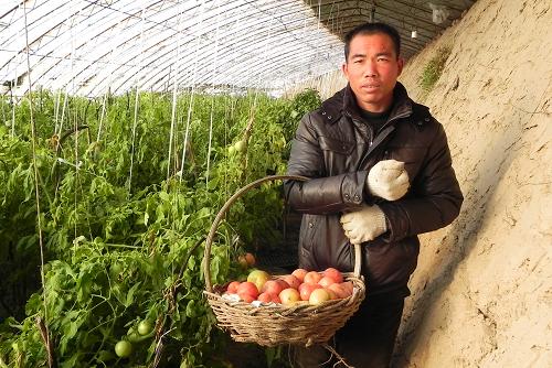 1月12日,内蒙古巴彦淖尔市五原县隆兴昌镇旧城村农民李安元在日光温室内采摘西红柿。新华社记者 李云平 摄