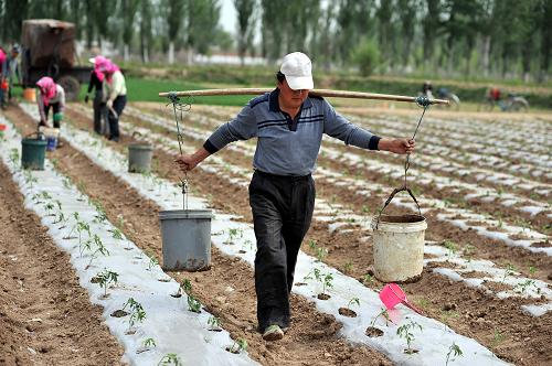 宁夏贺兰县常信乡四十里店村农民担水准备给栽植的地膜西红柿浇水