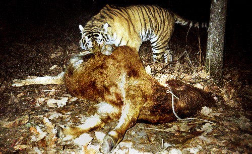 吉林省首次对野生动物损害案件进行大规模补偿