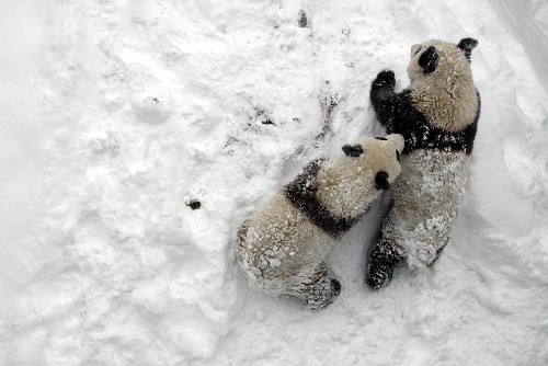 大熊猫"团团"和"圆圆"在冰雪中追逐嬉戏(2月17日摄).