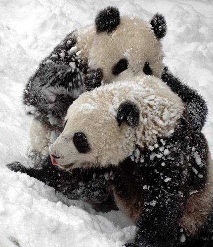 大熊猫"团团"和"圆圆"在雪中"亲密接触"(2月17日摄).