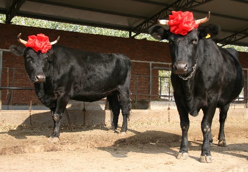 体细胞克隆牛"康康"和"双双"满五周岁