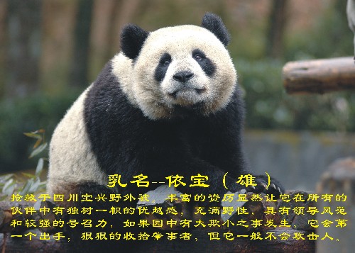 大熊猫的性格特点图片