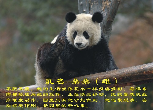 这是入选大熊猫"朵朵"(资料照片).新华社发