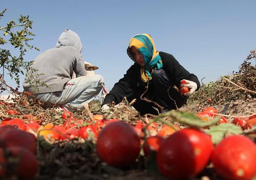 新疆农场丰收忙