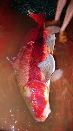 罕见胭脂鱼放归嘉陵江