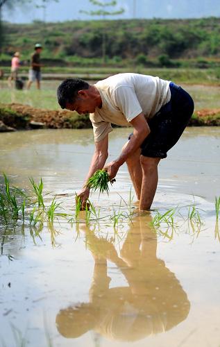    4月14日,广西大化瑶族自治县贡川乡一位农民在田间插秧