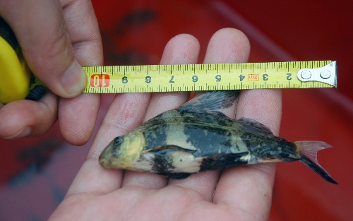 6月26日,工作人员测量一条胭脂鱼苗的体长.新华社发