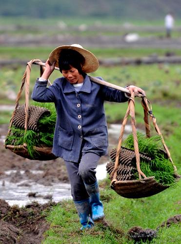 4月13日,广西上林县大丰镇云莫庄一名农妇在向田间挑运稻秧.