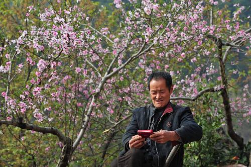 湖北郧县樱桃沟村桃花盛开
