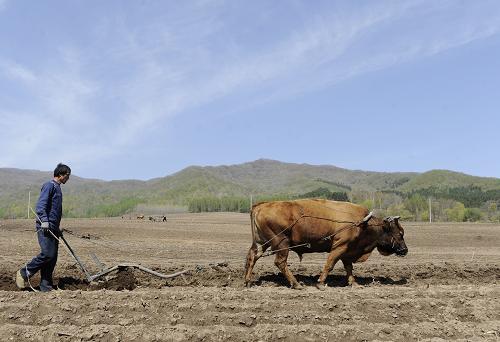 东北农村耕种忙