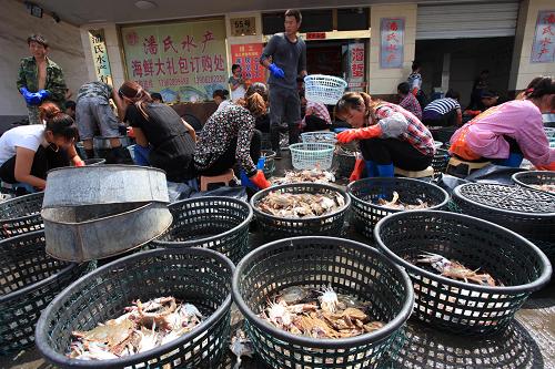 江苏吕四渔港开渔 梭子蟹同比产量增七成