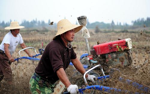 10月20日,通过“土地流转经营专业合作社”承包了420亩地的安徽省肥西县木兰村种粮大户高宗来(右)在田间劳动。安徽省肥西县木兰村于2007年成立了“土地流转经营专业合作社”,大大提高了土地利用率和经营效益,促进了土地、劳动力等生产要素的合理流动。