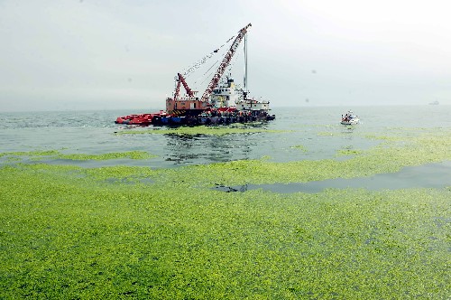 7月10日,来自日照的驳船在奥帆赛水域外布网拦截浒苔。新华社记者 范长国 摄