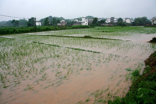水稻受灾图片图片