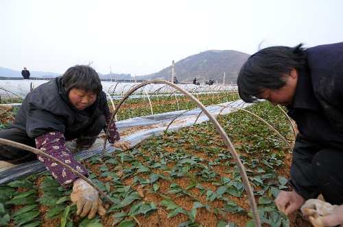 安徽金寨:灾区群众积极恢复农业生产 新华社照片,金寨(安徽),2008年2月18日 安徽金寨:灾区群众积极恢复农业生产 2月18日,在金寨县茶树良种厂无性系茶树繁育基地,工作人员在清理被冻死的茶苗,同时保护存活茶苗。 地处大别山区的安徽省金寨县是革命老区和国家级重点贫困县,该县1月中下旬遭遇特大雪灾,是安徽省受灾最重的地区之一。灾情发生后,当地党委政府和广大群众采取各种措施,开展抗雪救灾和灾后重建工作,并积极恢复农业生产。 新华社记者 陈晔华 摄