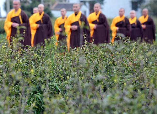 4月8日,普陀山的僧人们在普陀佛茶的祈福茶会上沐茶园。 当天,中国四大佛教名山之一——普陀山在佛茶采摘季节举行“普陀佛茶”的祈福茶会。来自全国各地佛学界、茶学界、文化界、企业界的上千位代表参加了祈福茶会。普陀佛茶始于唐代或五代十国时期,普陀山的寺院僧人在普陀山上栽种茶树,供僧人饮用,逐渐形成了茶佛一味的普陀佛茶。 新华社记者 王定昶摄