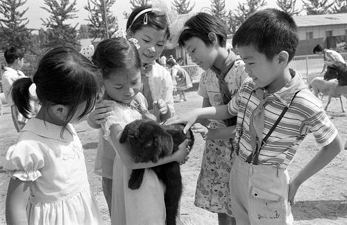我国第一个儿童动物园1984年5月31日在北京正式开放。图为孩子们在儿童动物园里和小羊玩耍。 新华社记者宋连峰摄(资料照片)