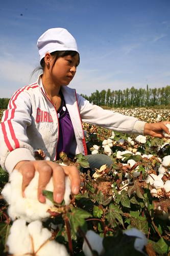 9月16日,来自甘肃的拾花工在棉田里采摘新棉。 今年,新疆兵团棉花种植面积700余万亩,预计产量100余万吨。目前,平衡施肥、节水栽培、机械采棉和膜下滴灌等技术已在兵团棉田得到普遍推广和广泛应用,棉花品质和单产水平不断提升。 新华社发(沈志君 摄)