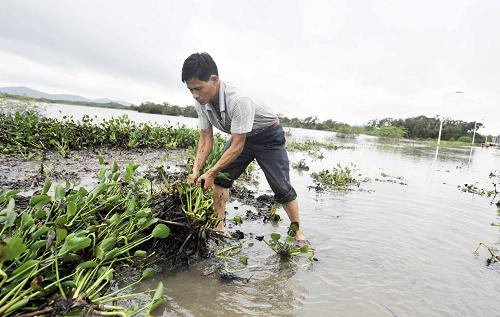 6月27日,陆丰市内湖镇小坞村与外界连通的一条路被洪水淹没,一名村民在清理水浮莲。新华社记者 陈晔华 摄