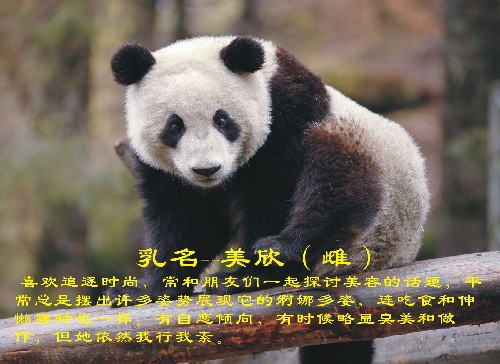 这是入选大熊猫“美欣”(资料照片)。 新华社发