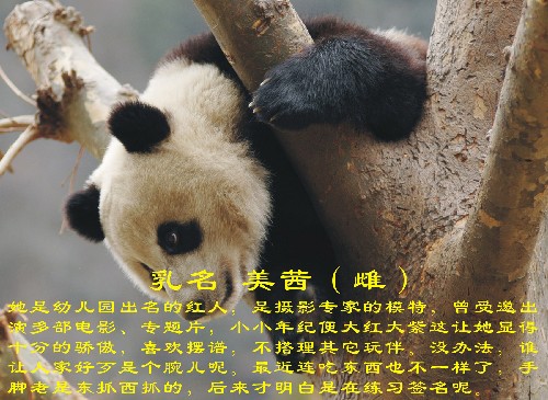 这是入选大熊猫“美茜”(资料照片)。 新华社发